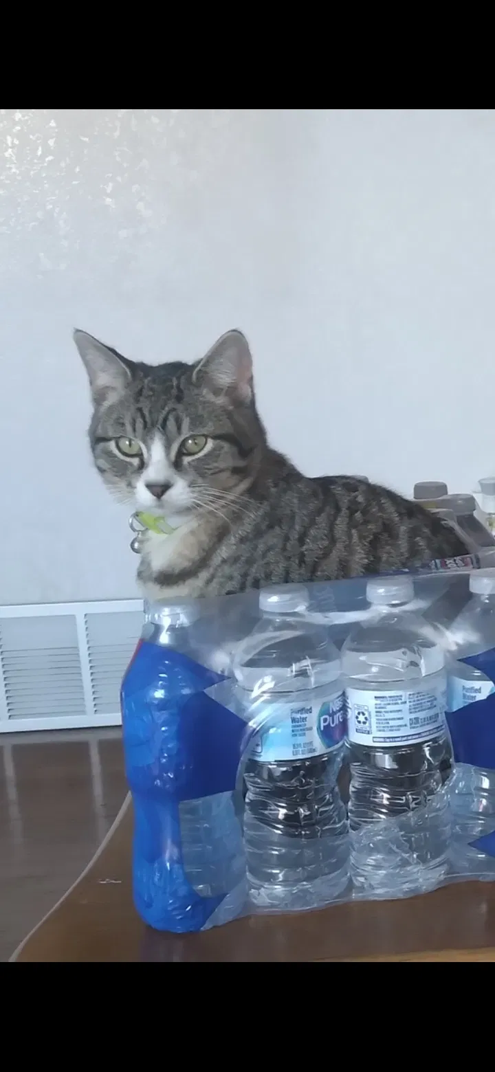 Lost cat in Colorado Springs, CO, 80910
