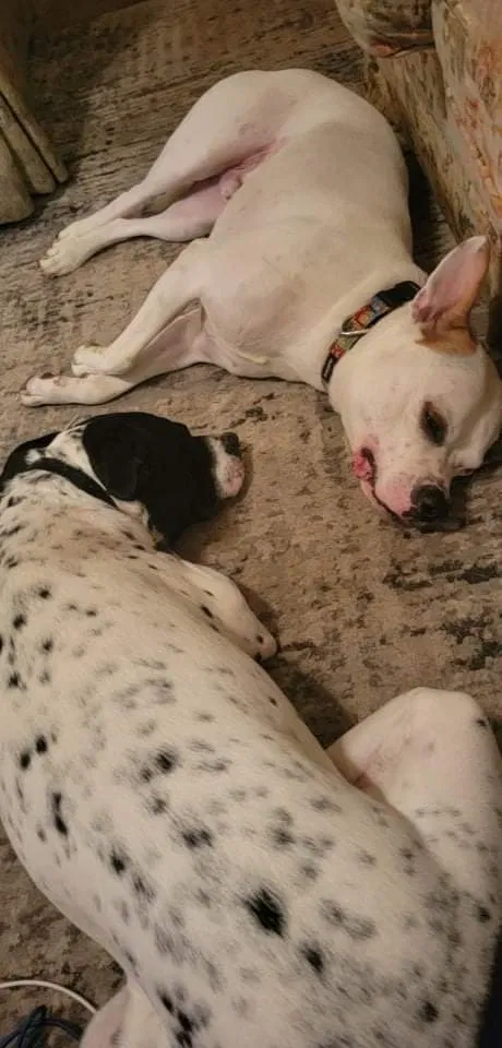 Lost dog in Kansas City, MO, 64151