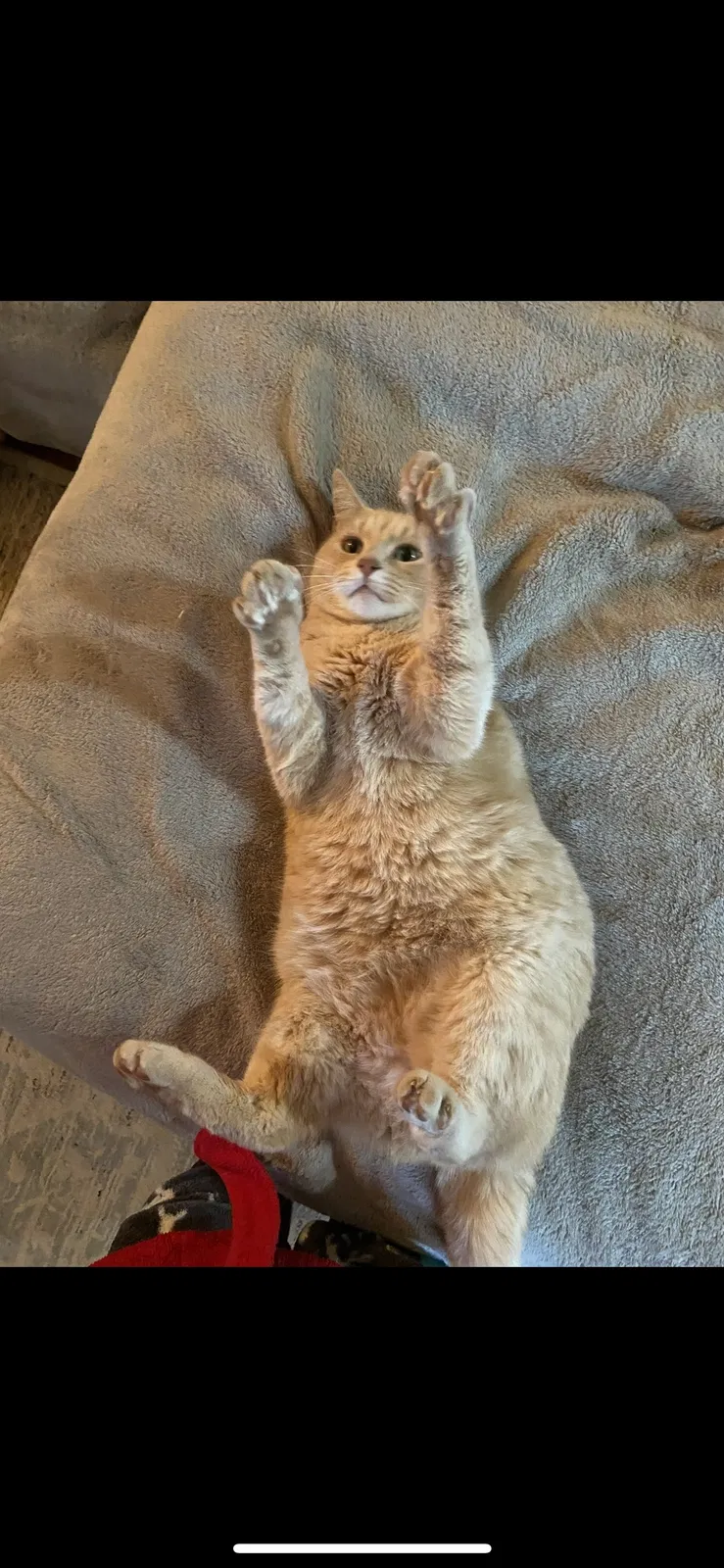Lost cat in Trussville, AL, 35173