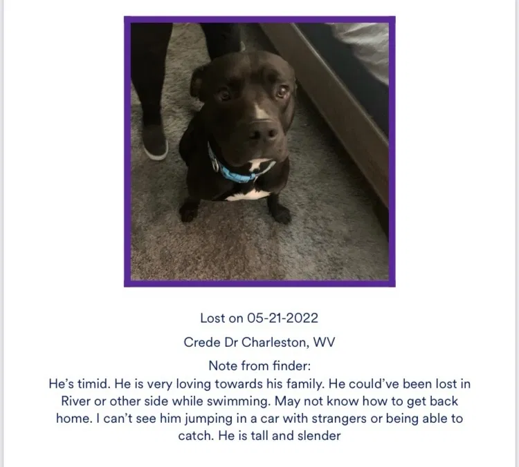 Found dog in Charleston, WV, 25302