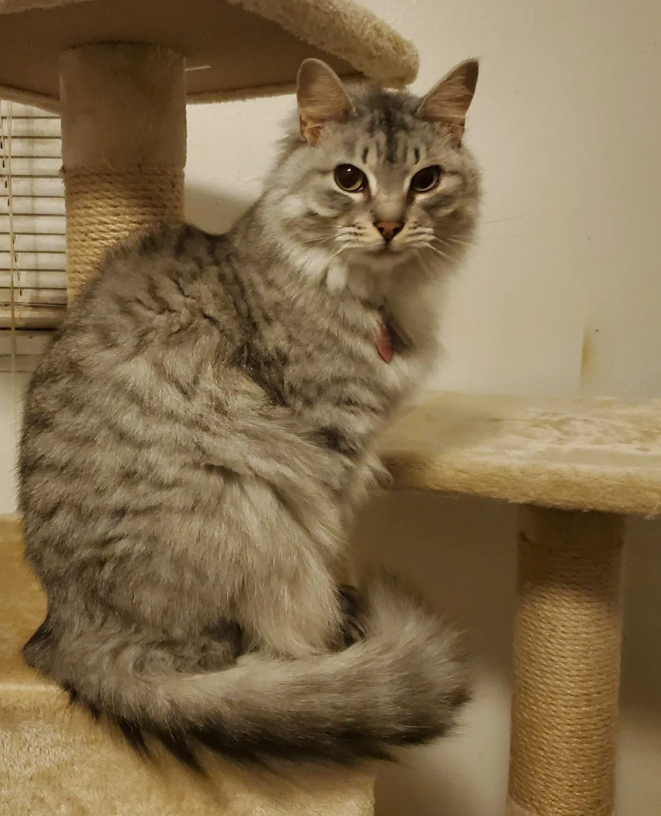 Lost cat in Denton, TX, 76201