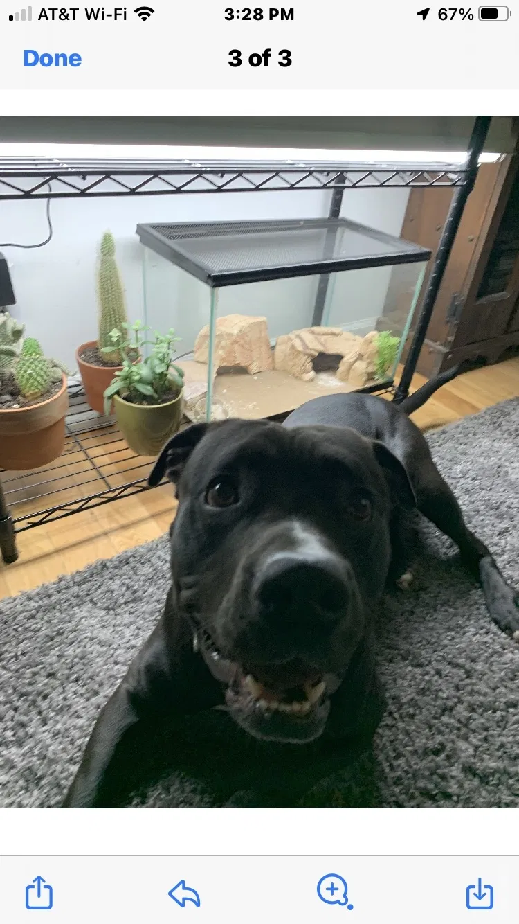 Lost dog in Charleston, WV, 25302