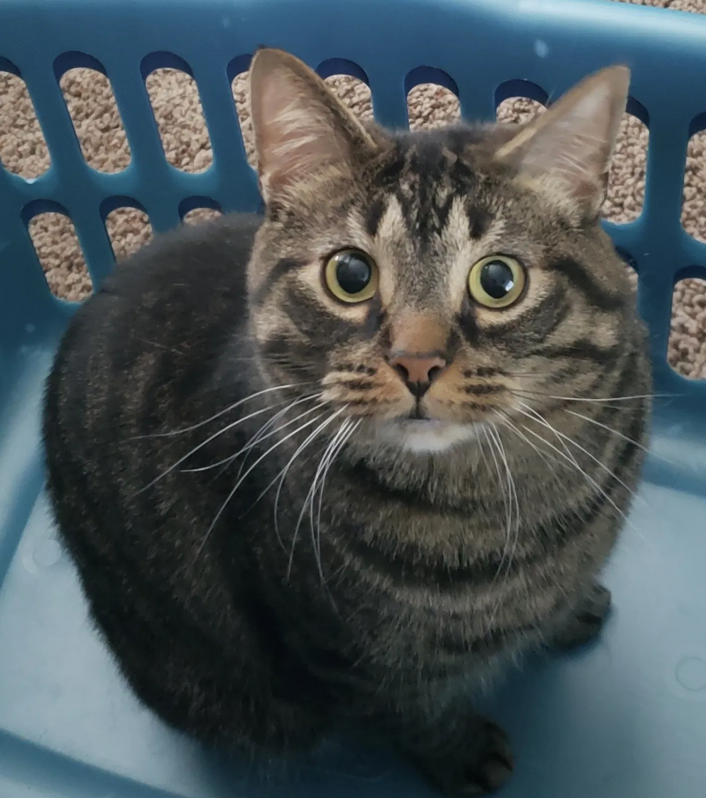 Lost cat in Chester, VA, 23831
