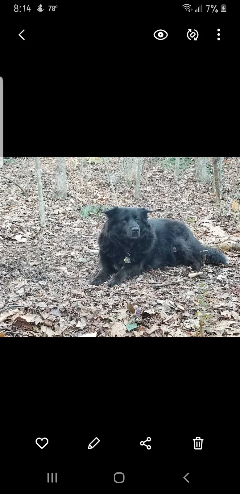 Lost dog in King, NC, 27021