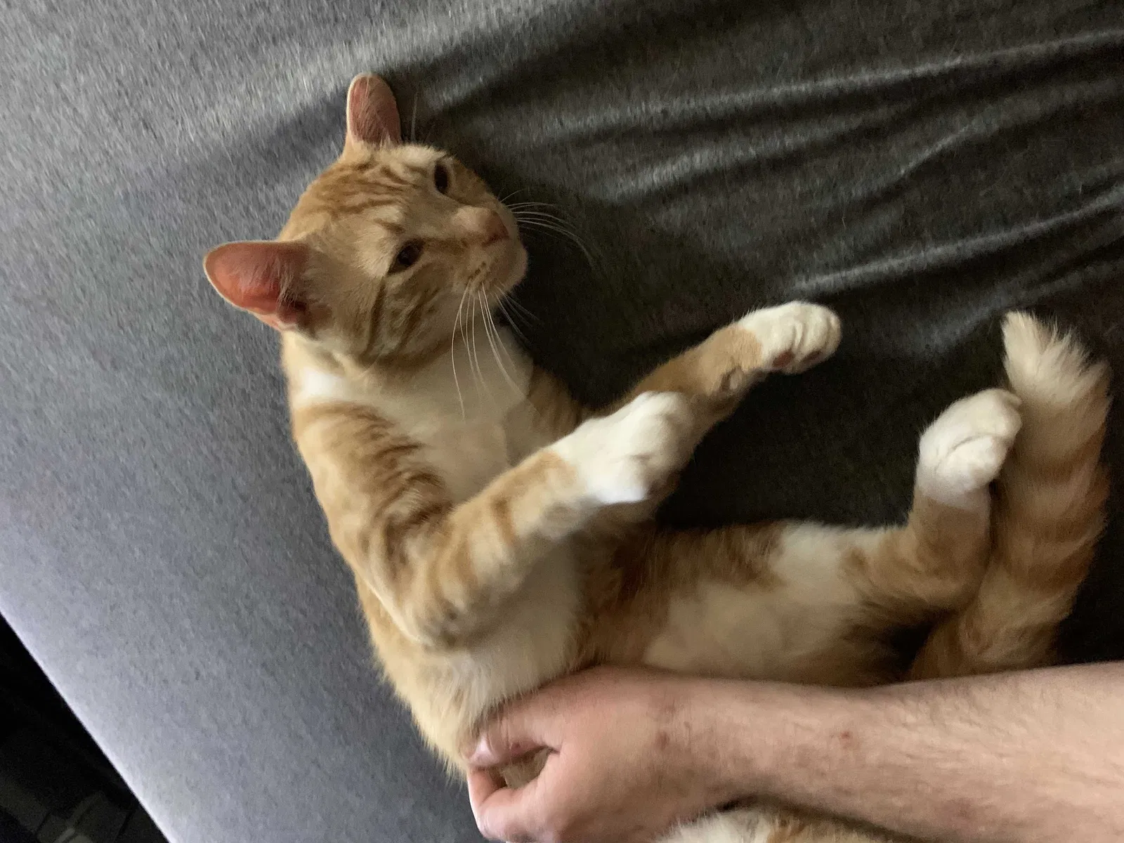 Lost cat in Irmo, SC, 29063