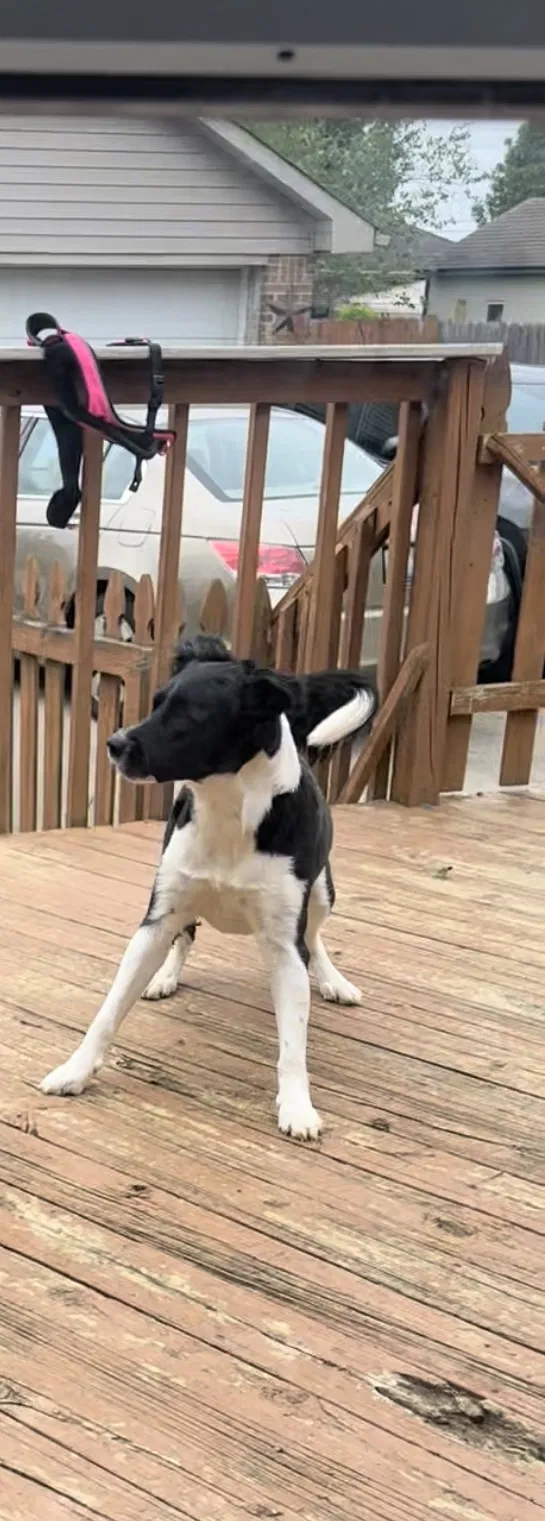 Lost dog in Louisville, KY, 40229