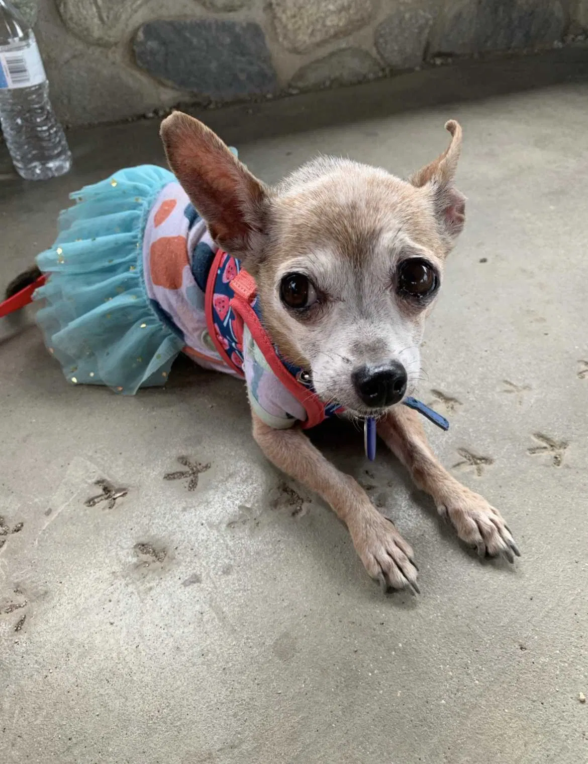 Lost dog in Baldwin Park, CA, 91706