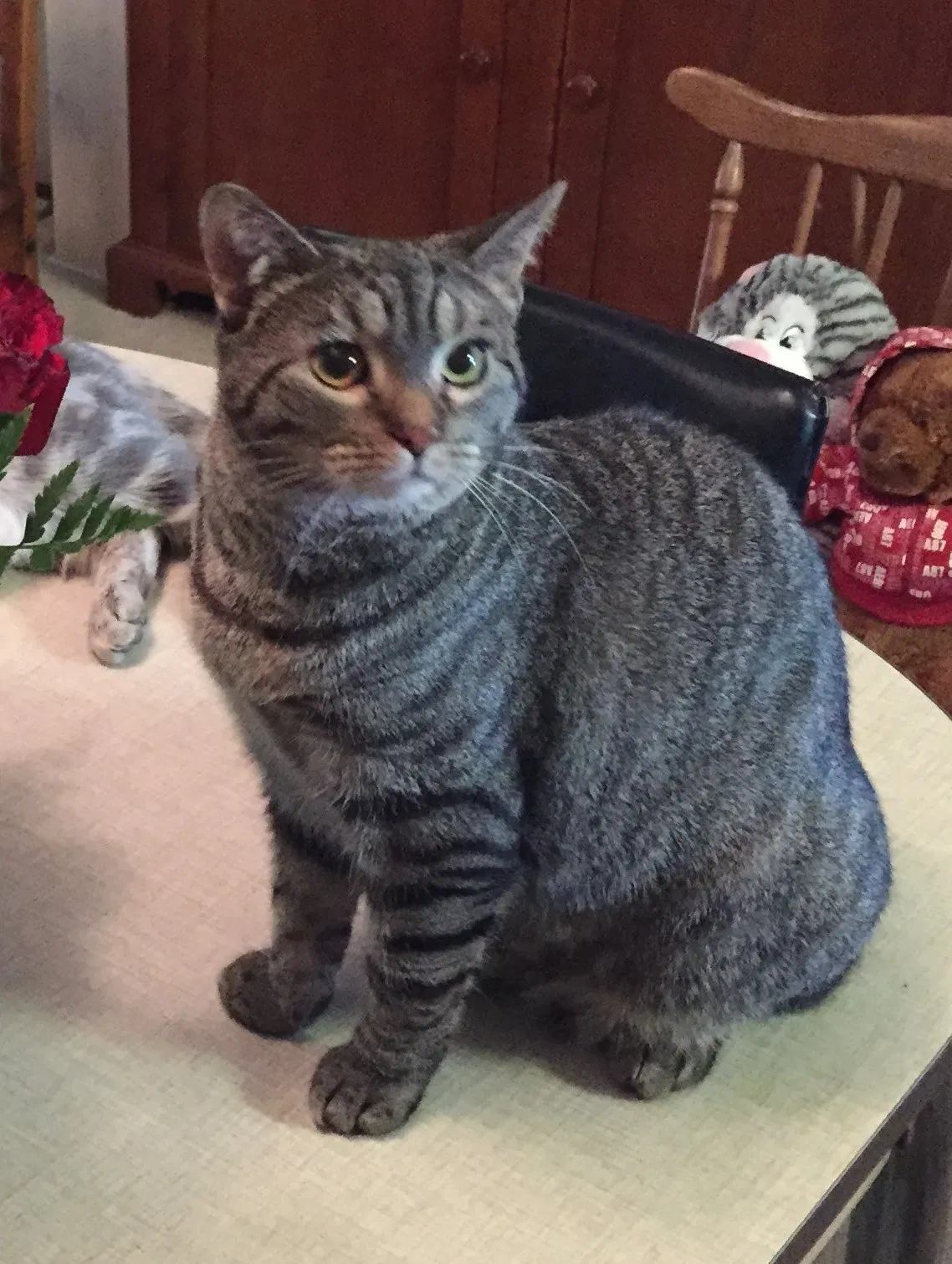 Lost cat in Dublin, OH, 43016