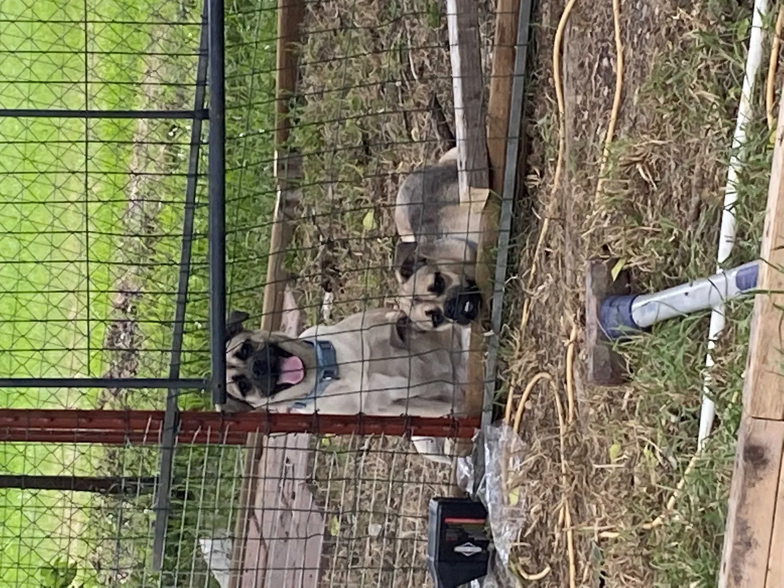 Lost dog in San Marcos, TX, 78666