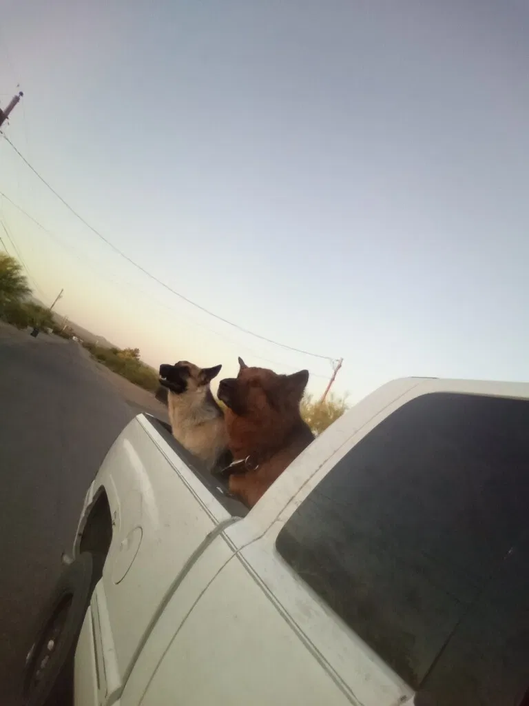 Lost dog in Tucson, AZ, 85735