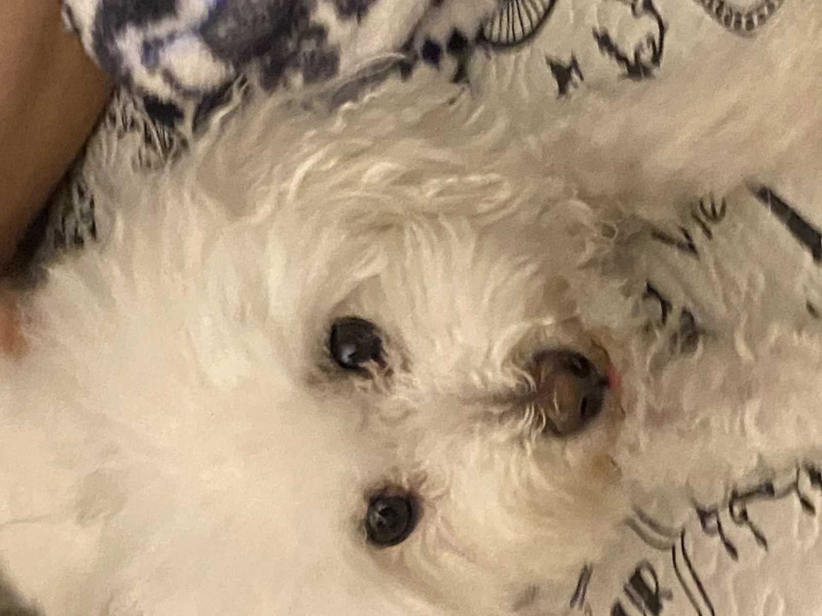 Lost dog in San Antonio, TX, 78238