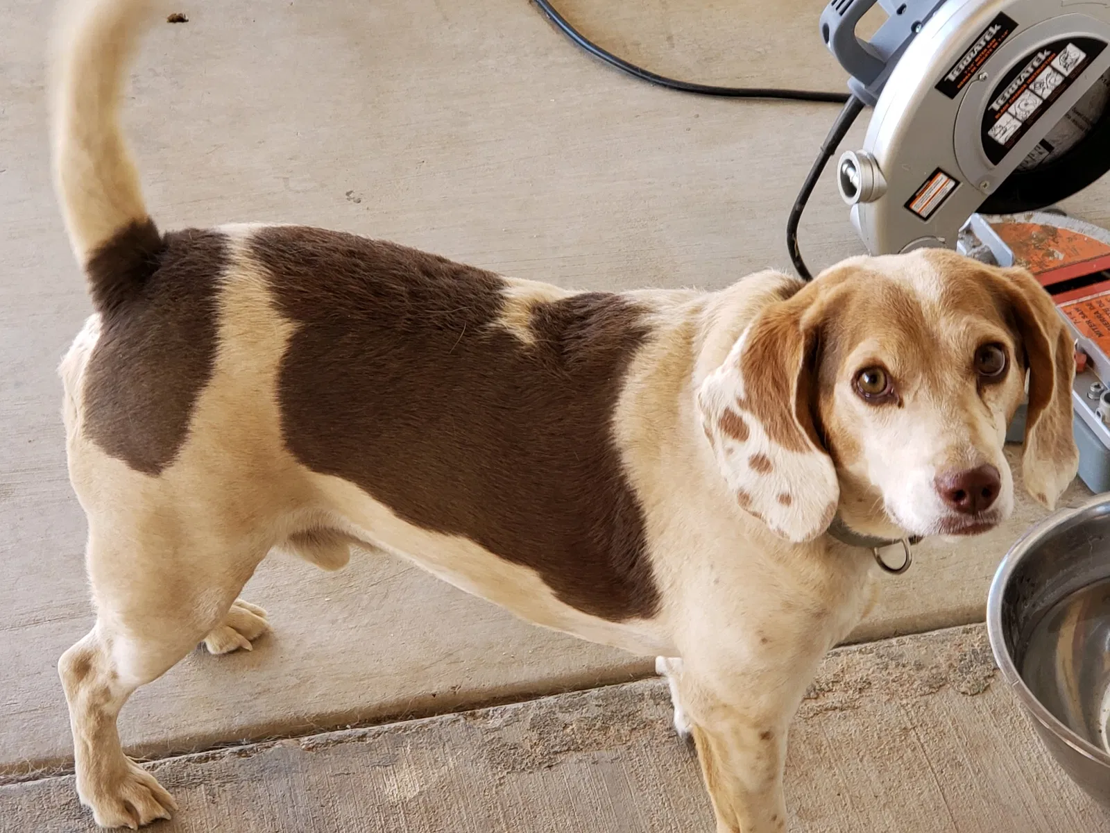 Lost dog in Apple Valley, CA, 92308