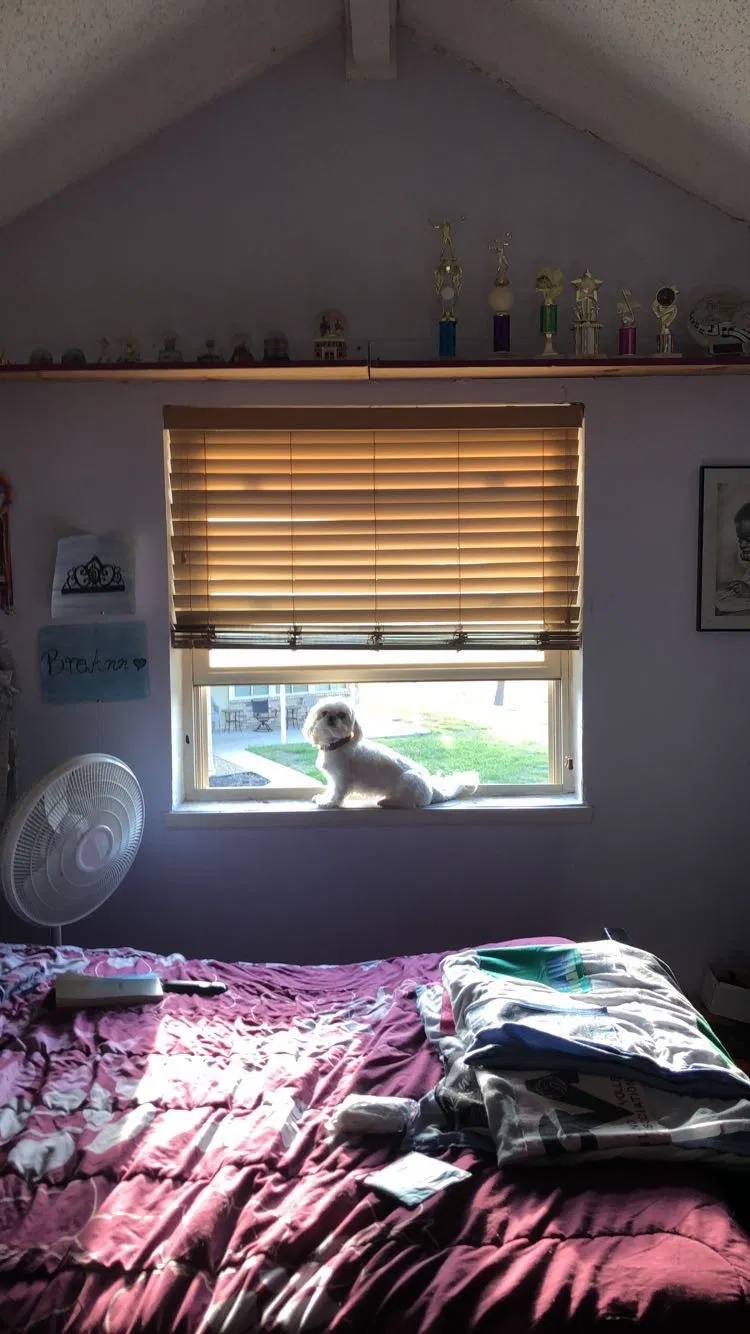 Lost dog in Carrollton, TX, 75007