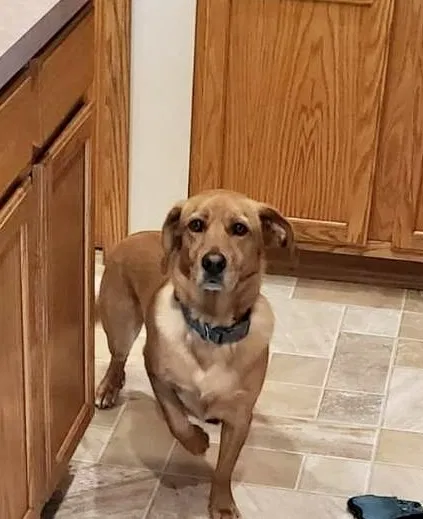 Lost dog in Franklin, WI, 53132