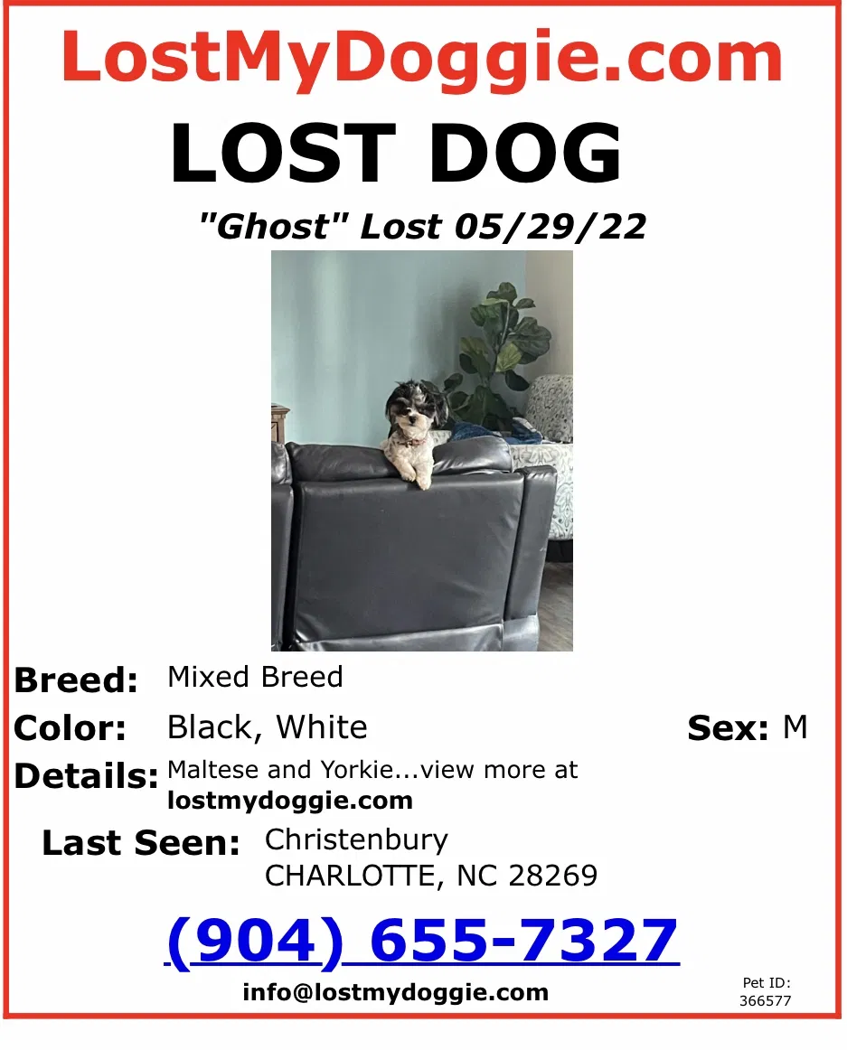 Lost dog in Charlotte, NC, 28269