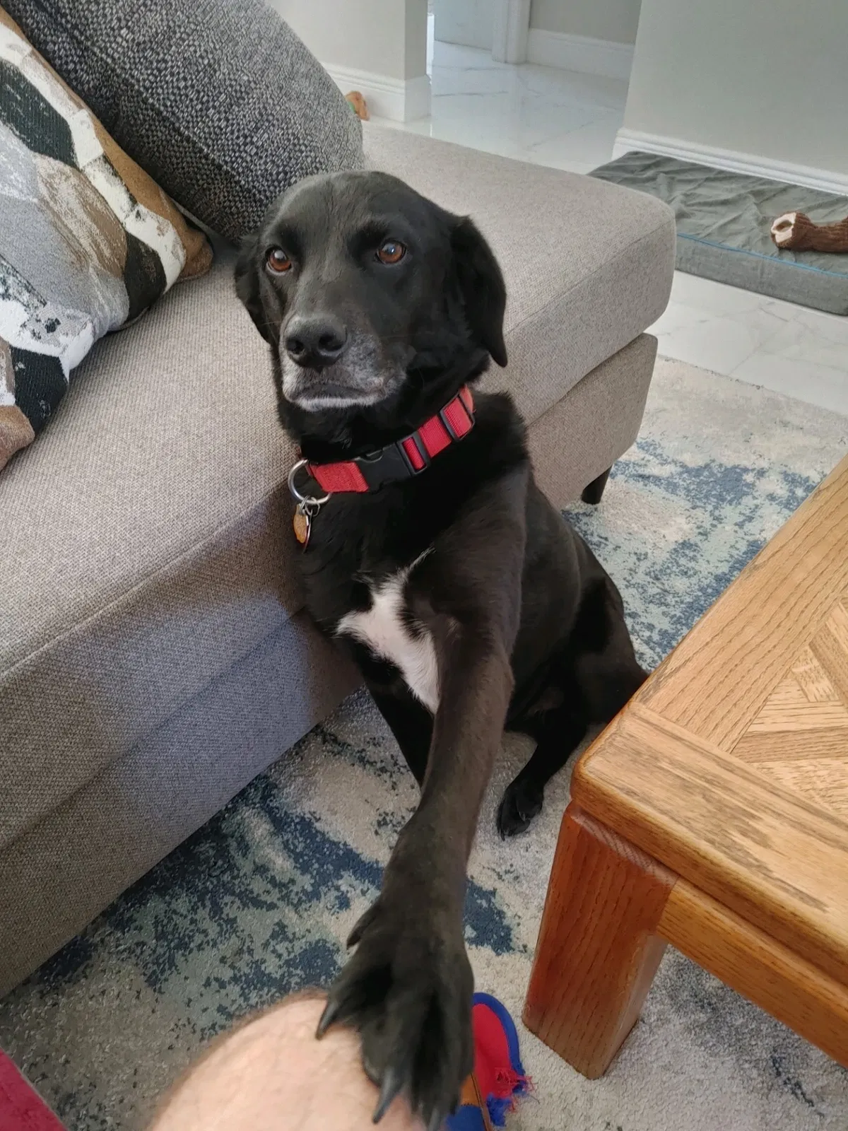 Lost dog in Fort Myers, FL, 33907