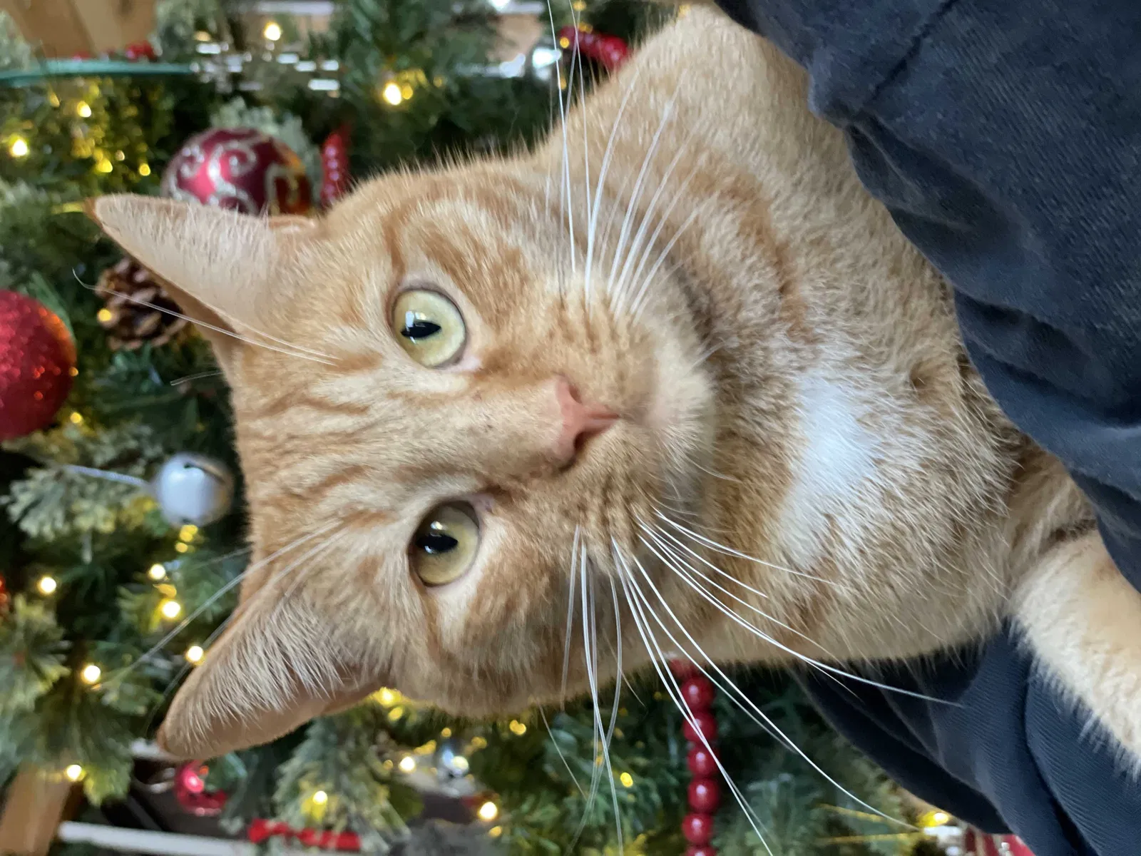 Lost cat in Marietta, GA, 30062