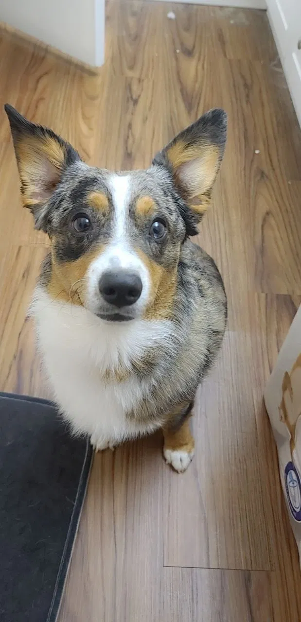 Lost dog in Needles, CA, 92363