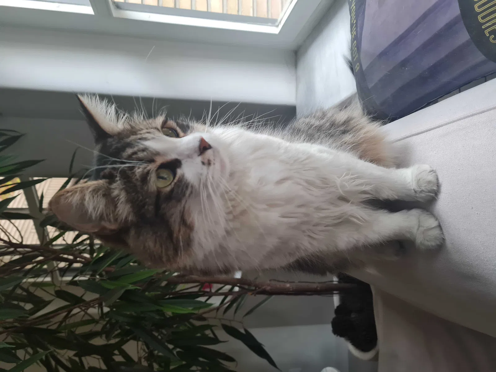Lost cat in Pleasanton, CA, 94566