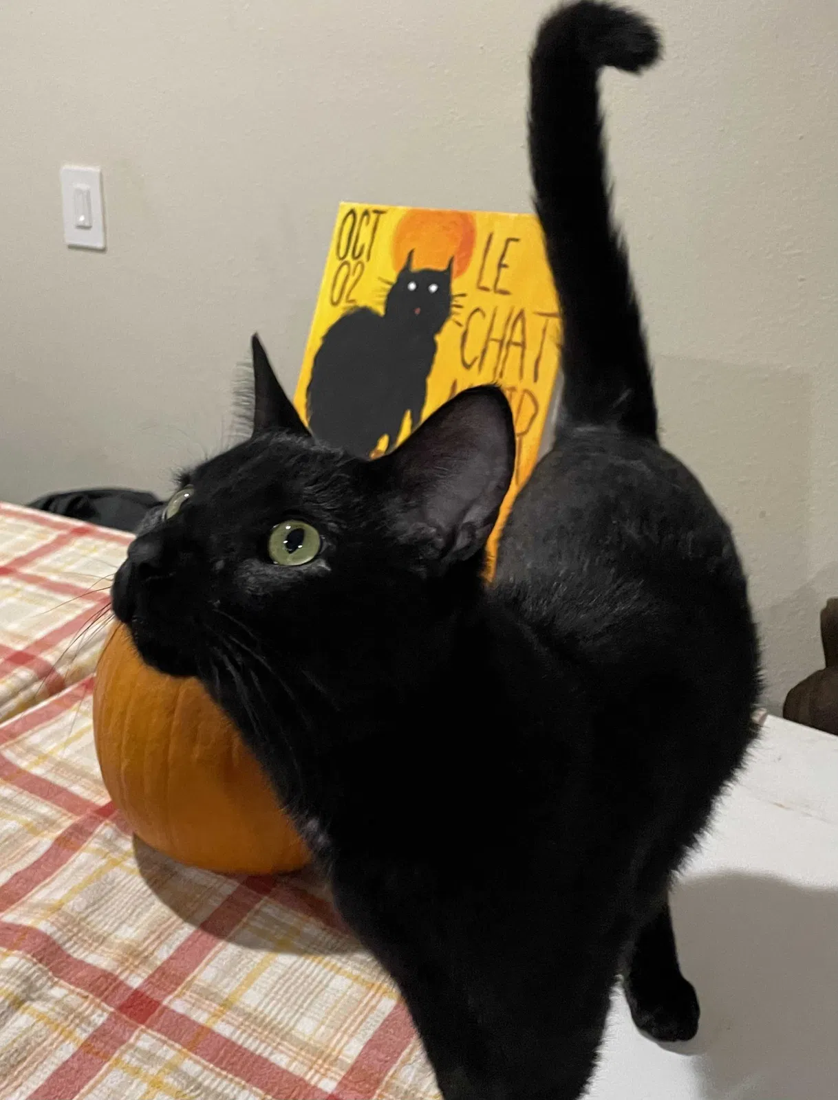 Lost cat in Riverside, CA, 92505