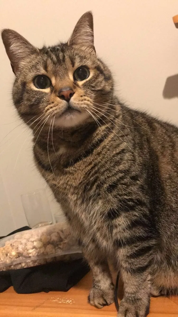 Lost cat in Carpentersville, IL, 60110