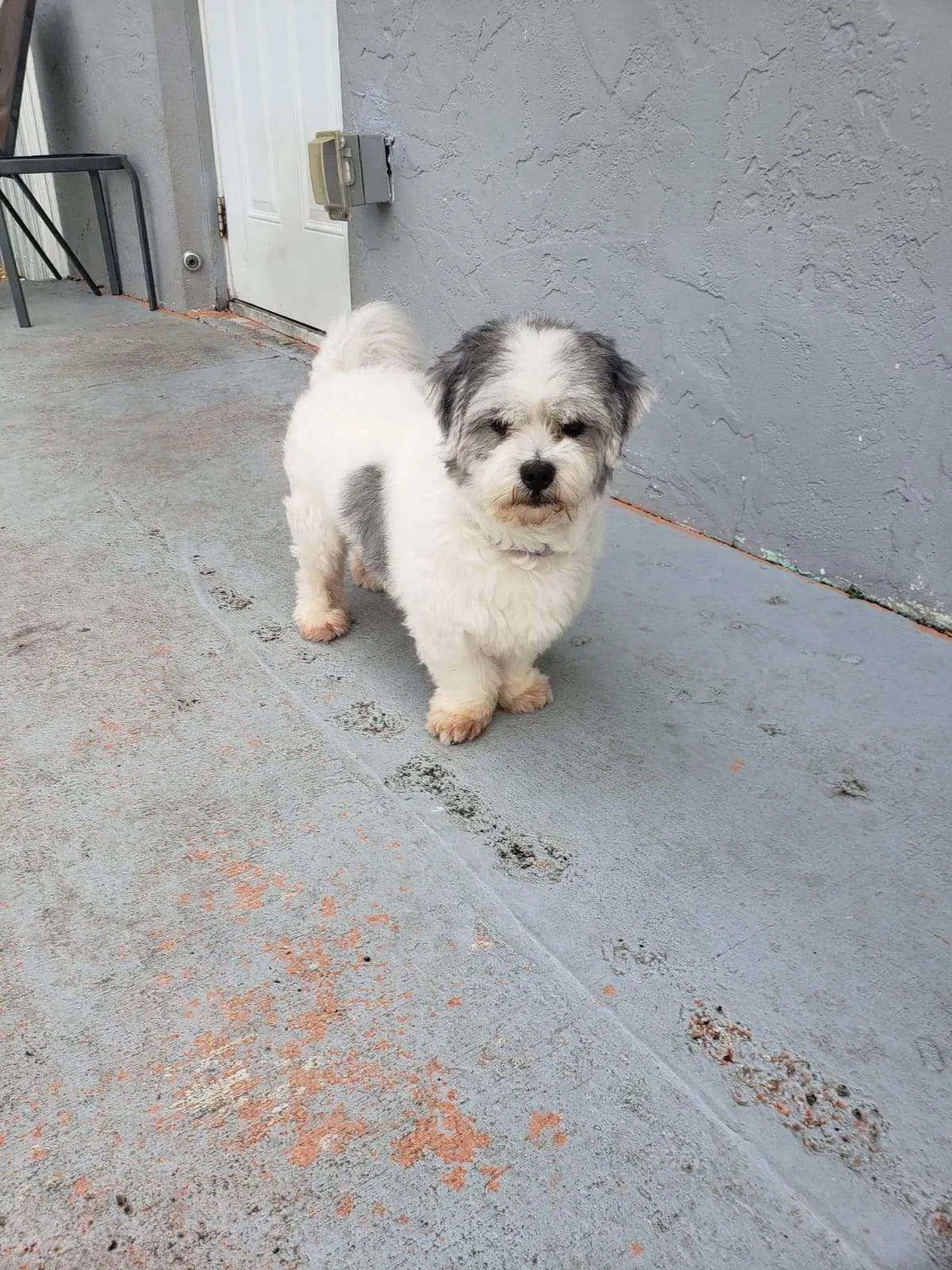 Lost dog in Miami, FL, 33176