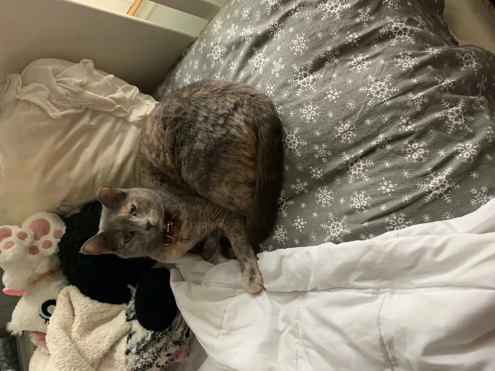 Lost cat in Marietta, GA, 30068
