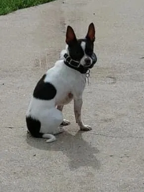 Lost dog in Waxahachie, TX, 75165
