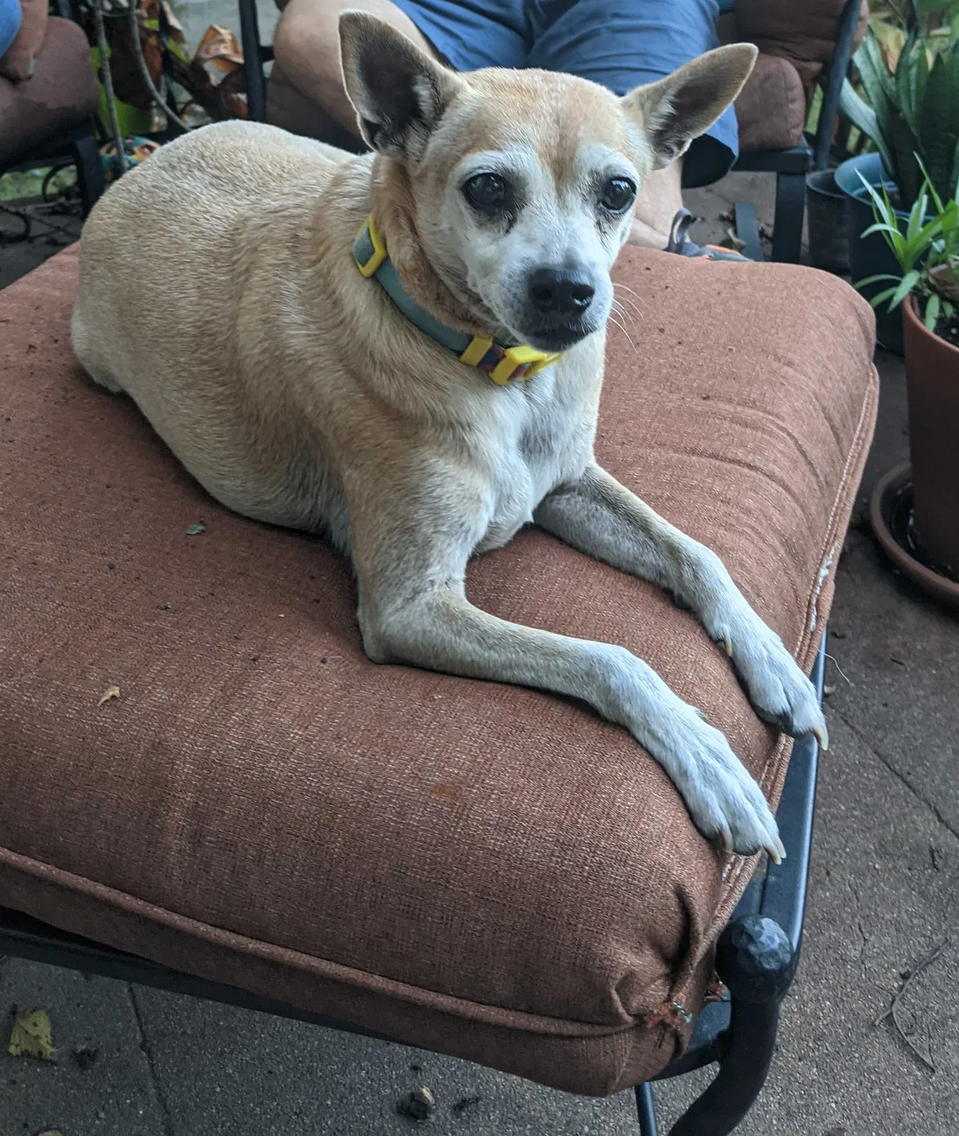 Lost dog in Austin, TX, 78751