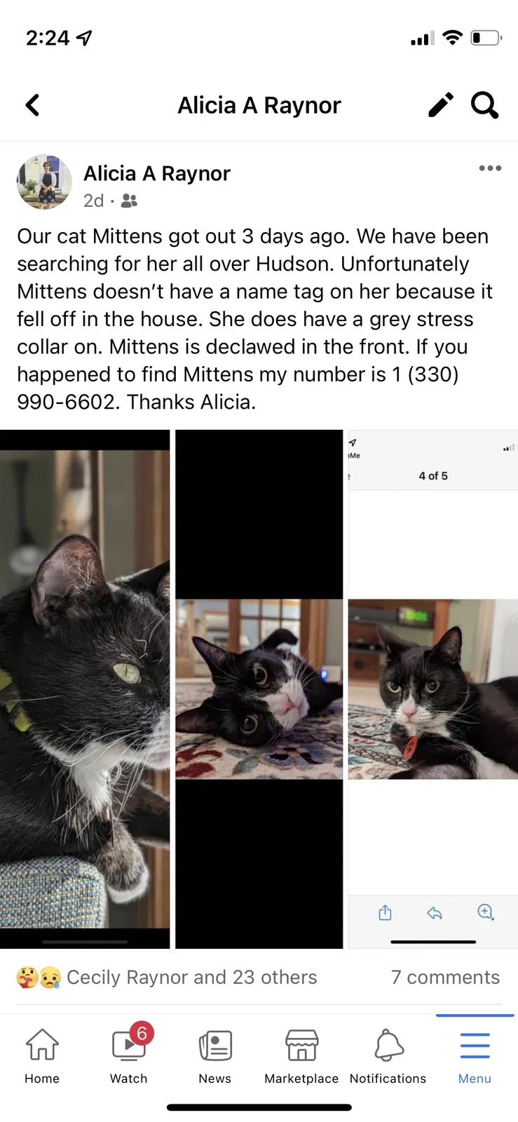 Lost cat in Hudson, OH, 44236