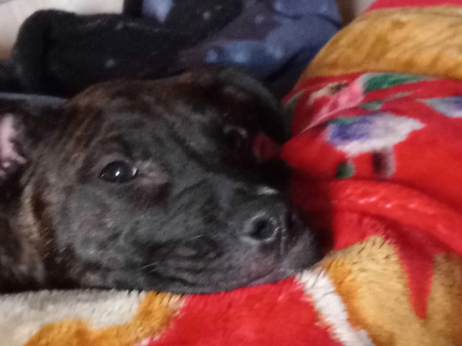 Lost dog in Portland, OR, 97203