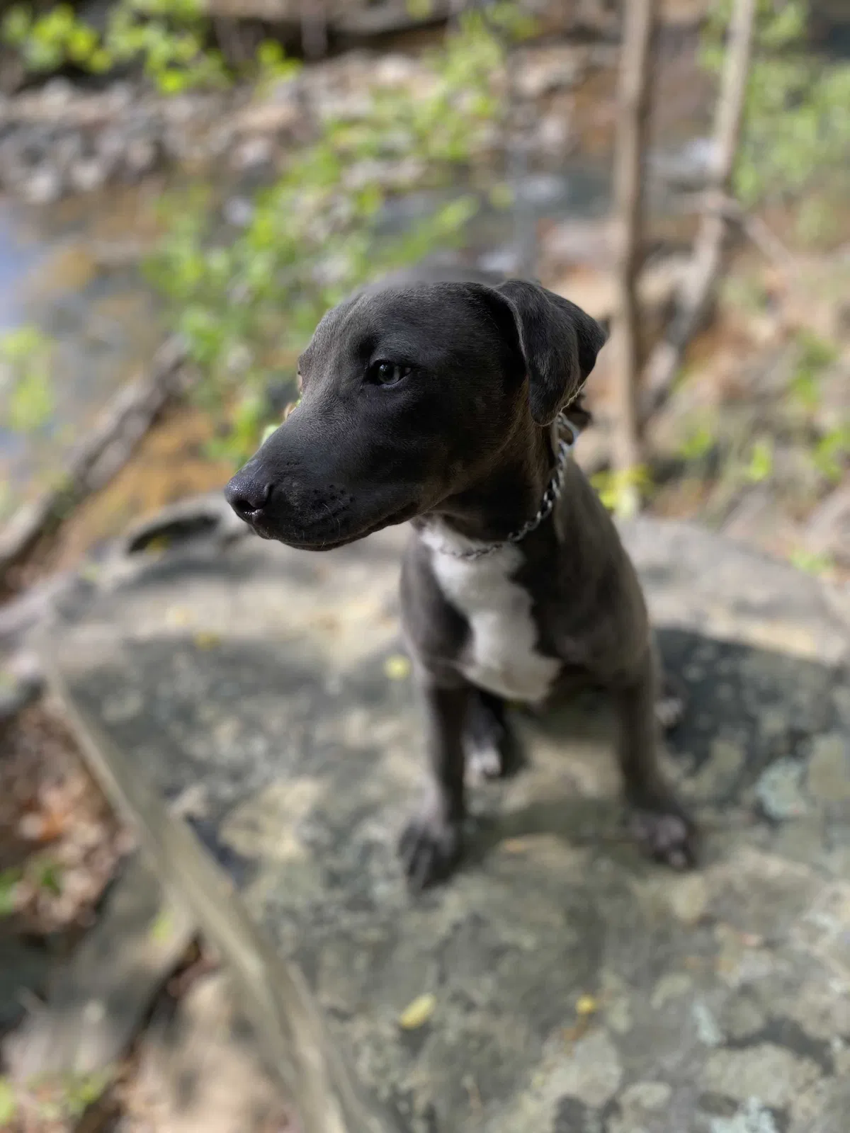 Lost dog in Collinsville, VA, 24078
