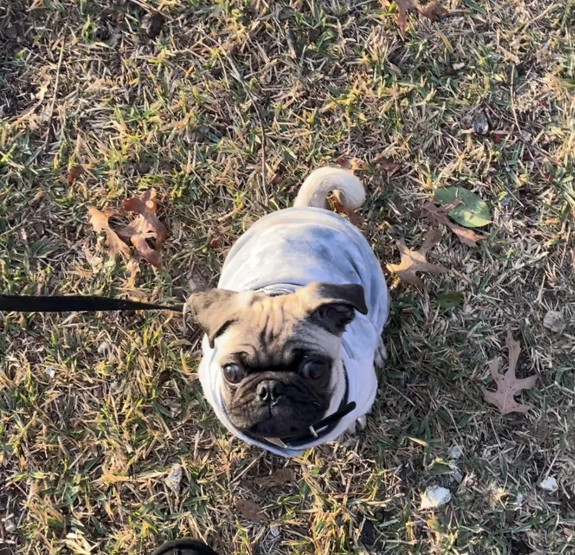 Lost dog in Grand Prairie, TX, 75050