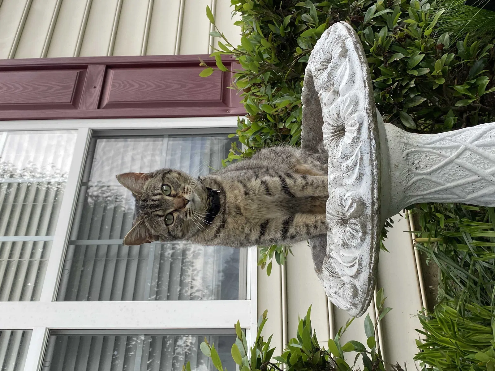 Lost cat in Charlotte, NC, 28278