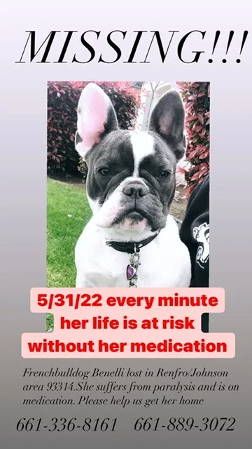 Lost dog in Bakersfield, CA, 93314