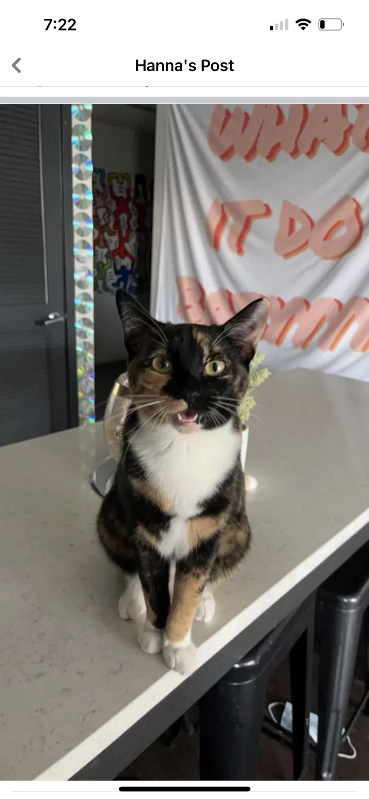 Lost cat in Gilbert, AZ, 85295