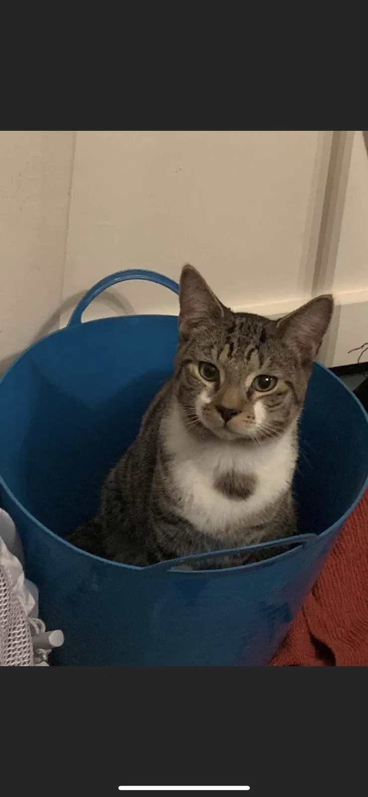 Lost cat in Middle Village, NY, 11379