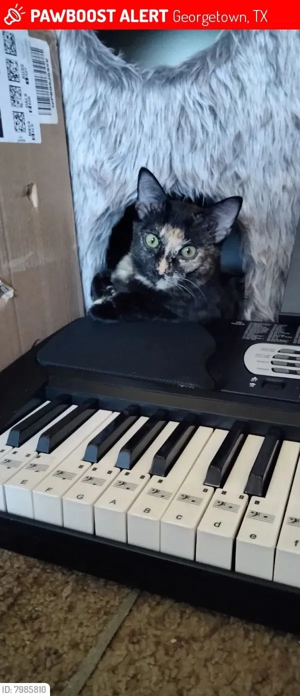 Lost cat in Georgetown, TX, 78626