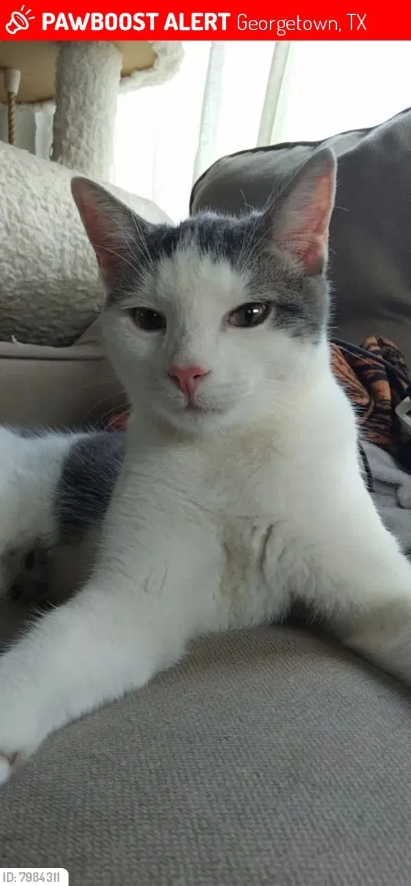 Lost cat in Georgetown, TX, 78626