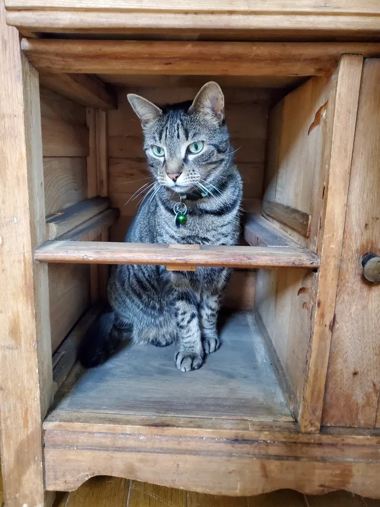 Lost cat in South Plainfield, NJ, 7080