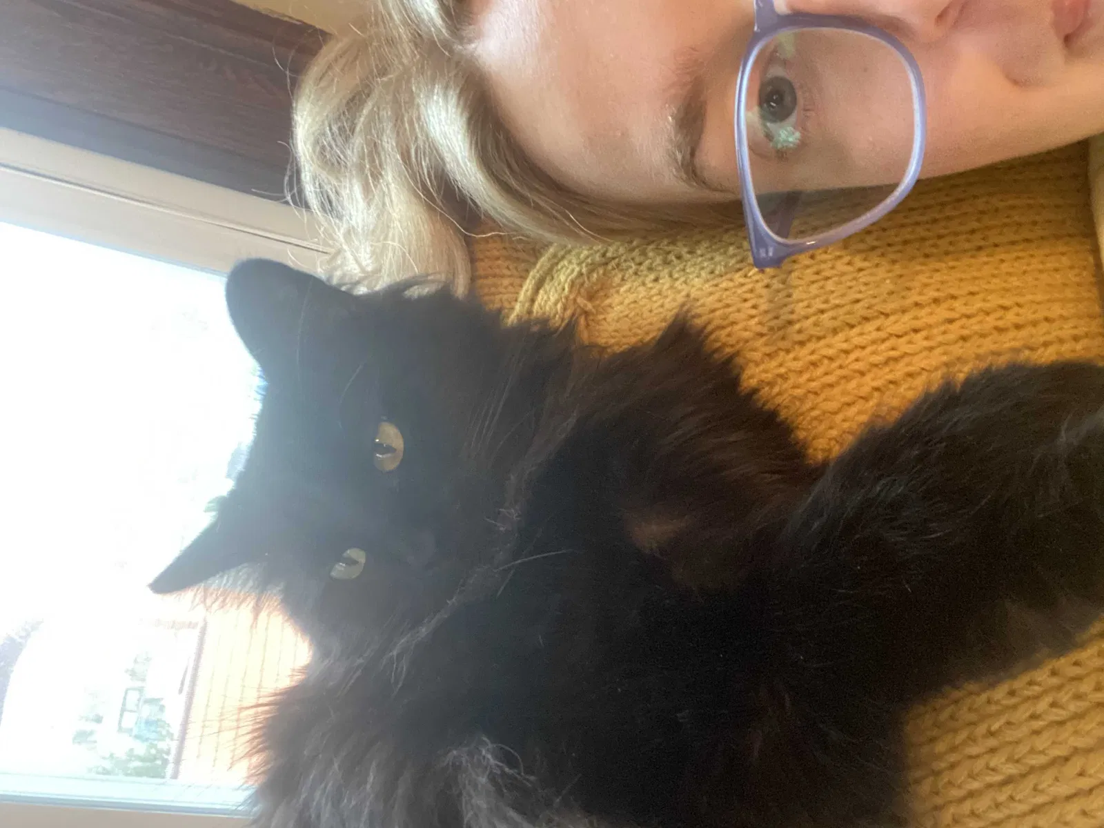 Lost cat in Hartford, CT, 6105