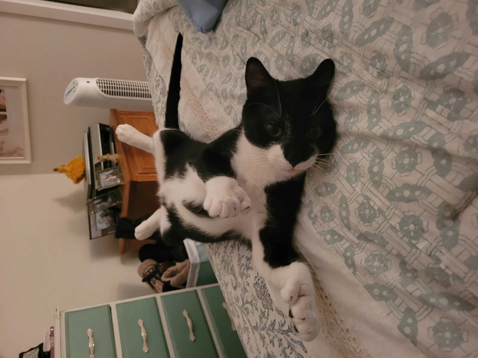 Lost cat in Forest Lake, MN, 55025
