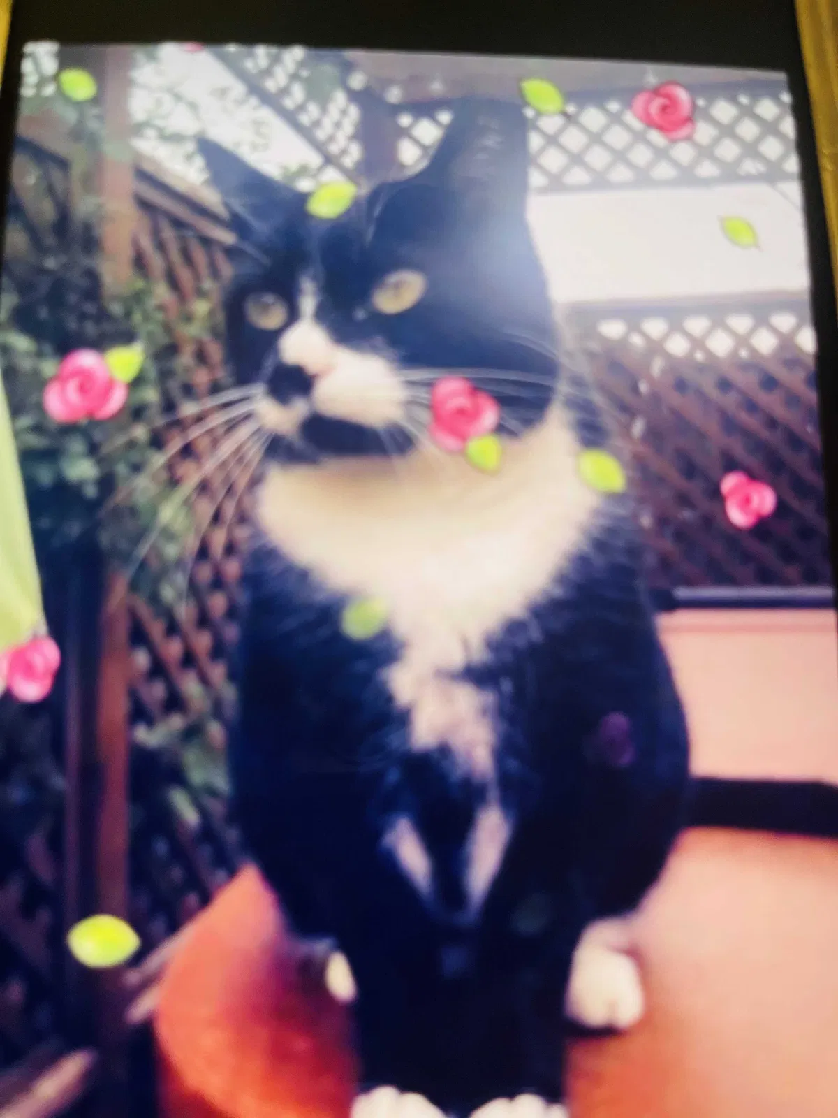 Lost cat in Rocklin, CA, 95765