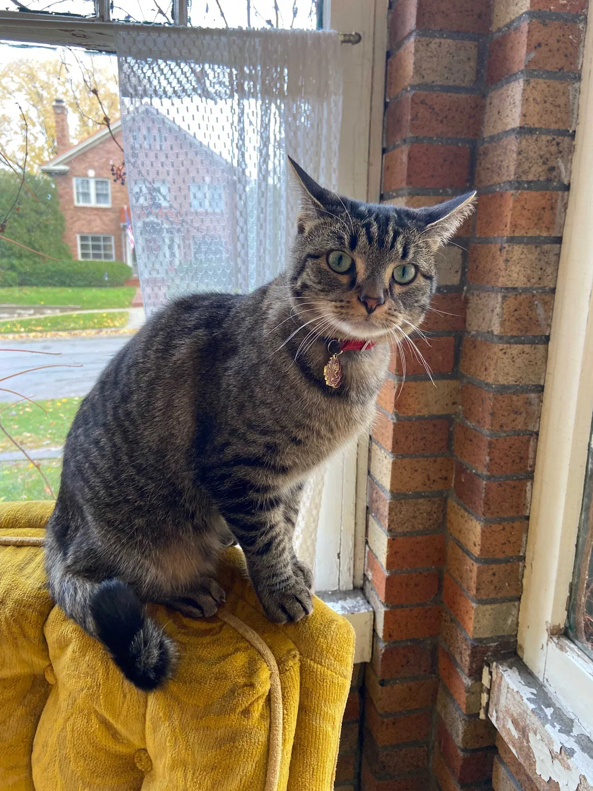 Lost cat in Rockford, IL, 61107