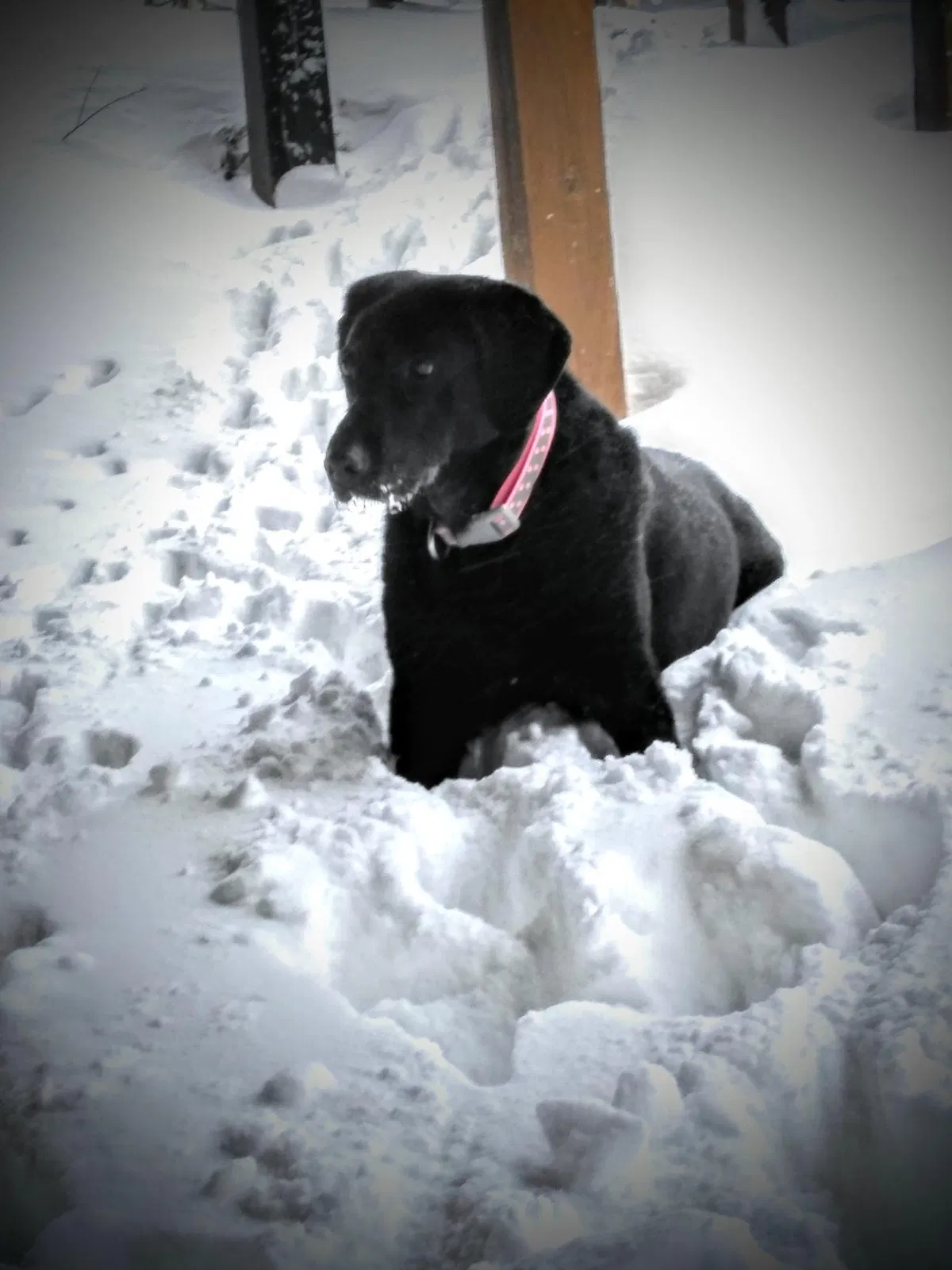 Lost dog in Burt, NY, 14028