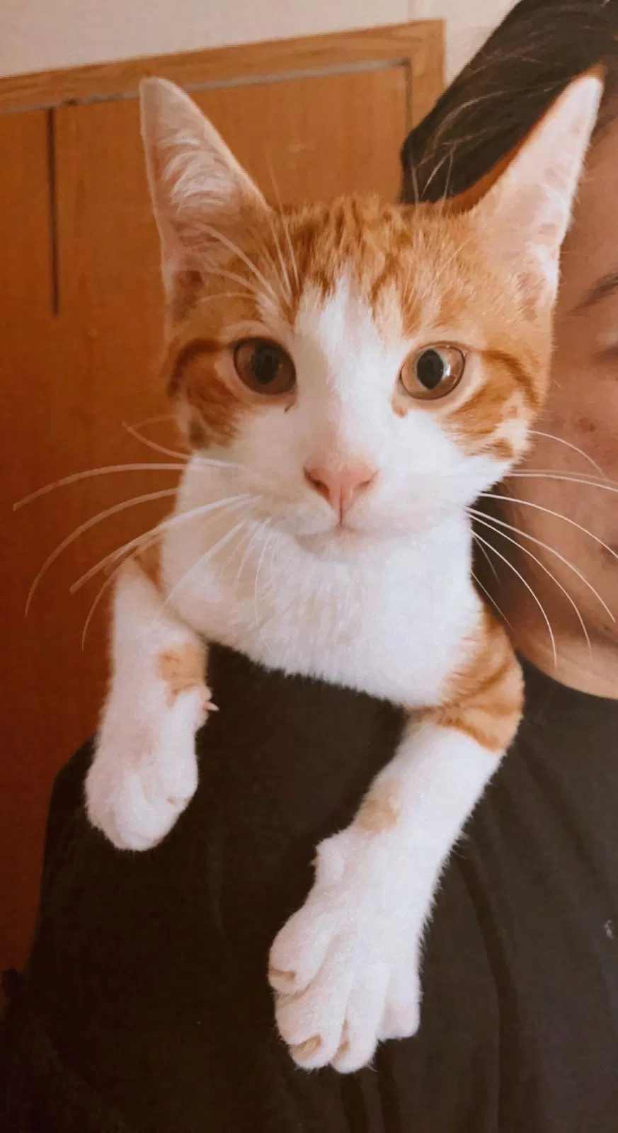 Lost cat in Marshall, MI, 49068