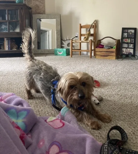 Lost dog in Colorado Springs, CO, 80906