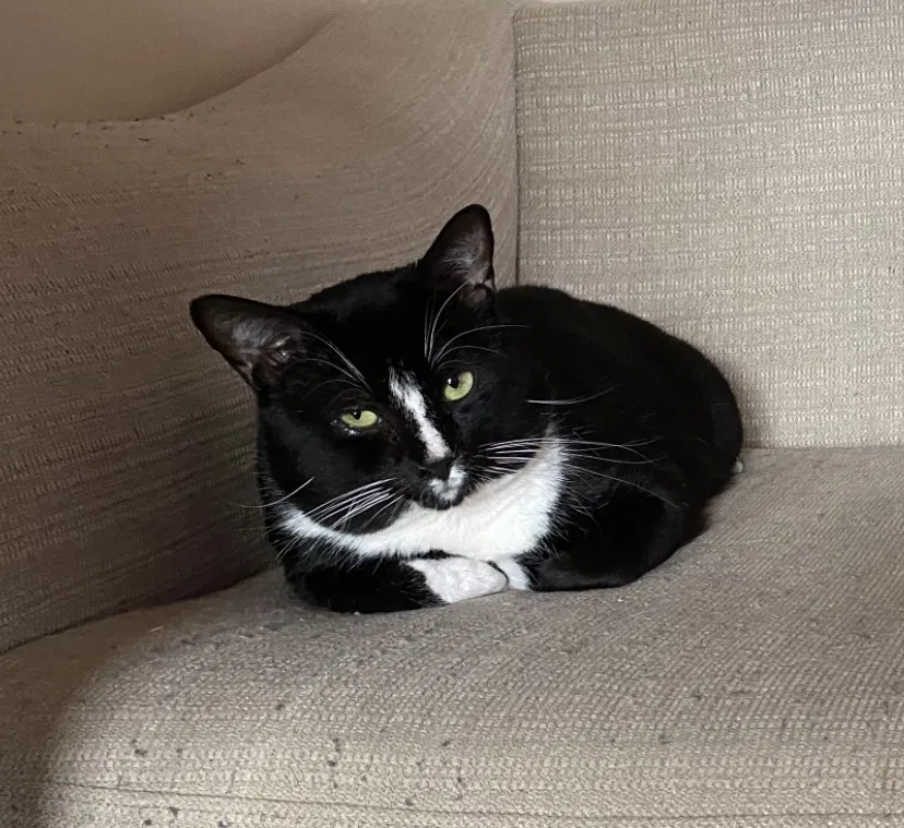 Lost cat in Rock Hill, SC, 29730