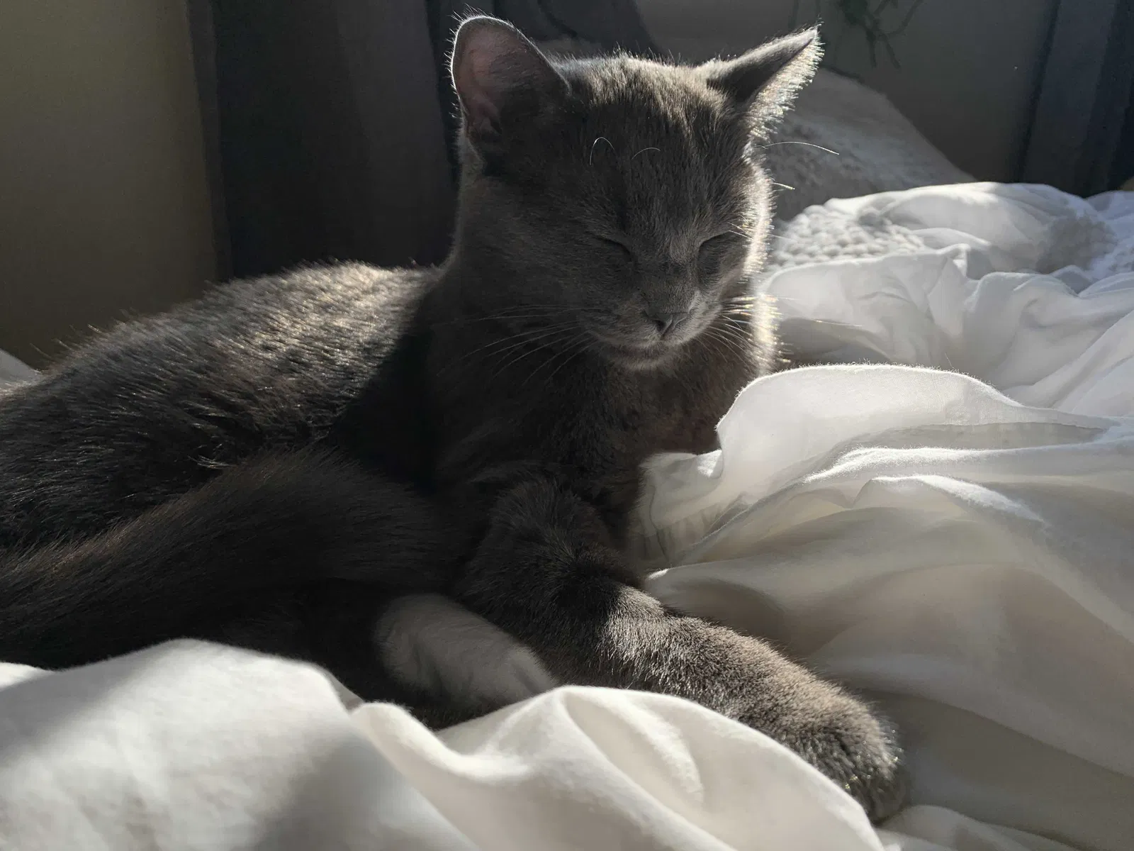 Lost cat in Seattle, WA, 98199
