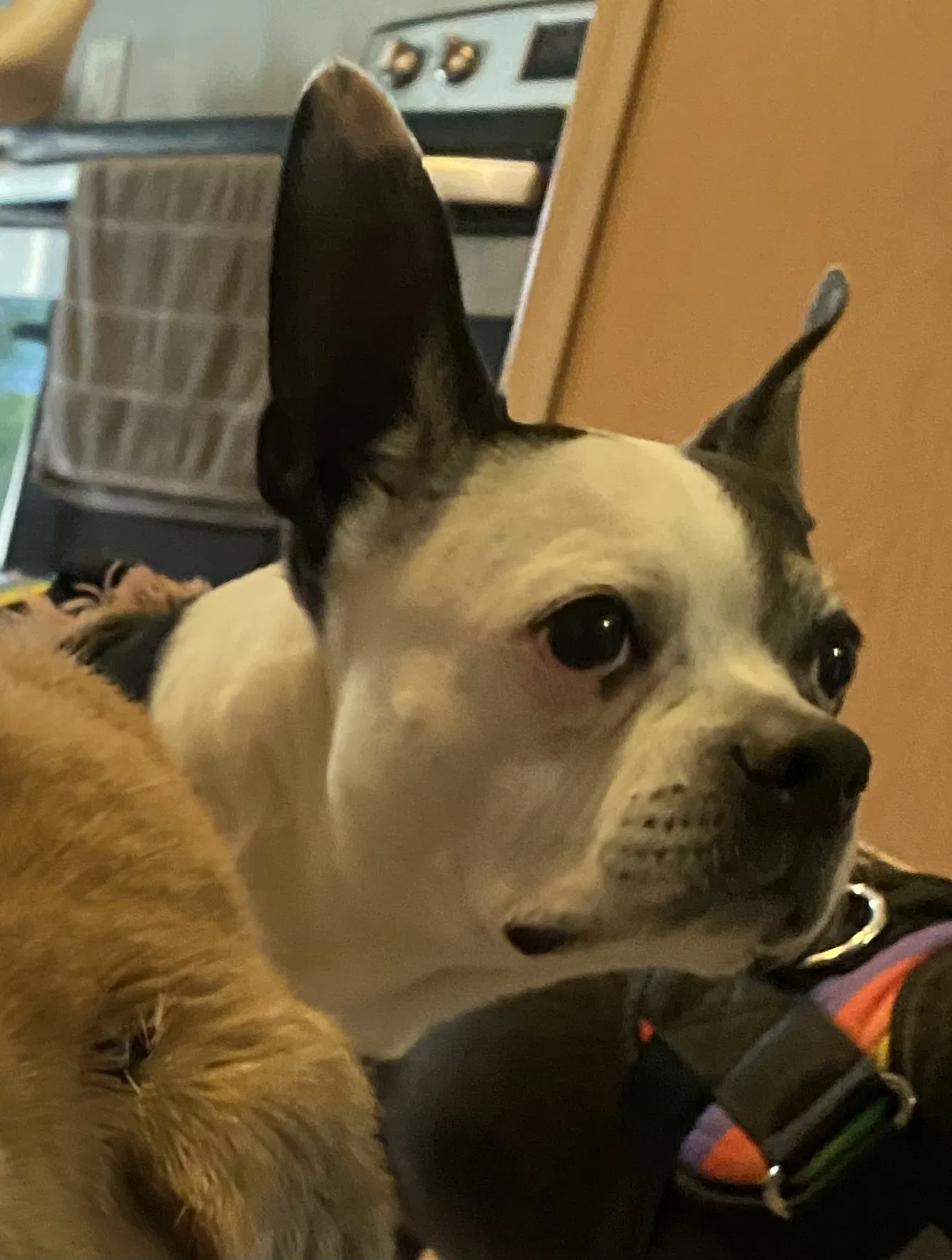 Lost dog in Columbus, OH, 43211